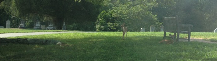 Deer fawns at Mt. Rest Cemetery in La Plata, MD.  The Cox family graves can be seen on the left side of the image.