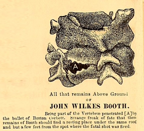 Booth's Vertebrae drawing Ten Years in Washington