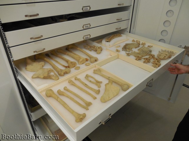 Charles Guiteau's skeleton NMHM