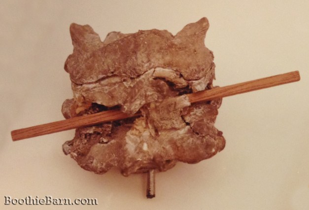 John Wilkes Booth Vertebrae pre-break