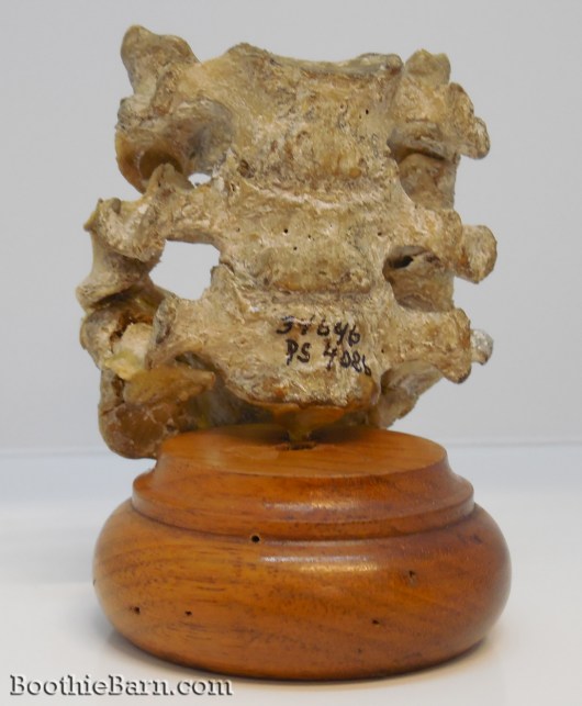 John Wilkes Booth's vertebrae 2
