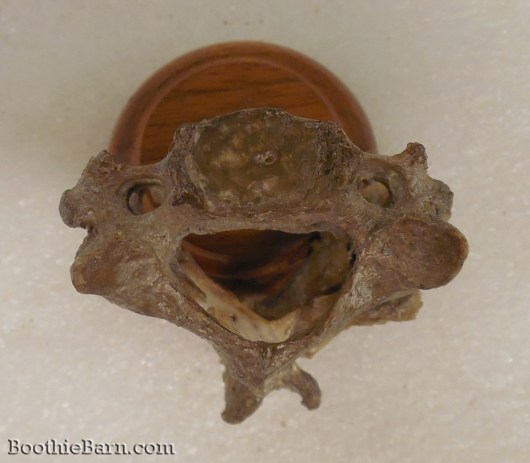 John Wilkes Booth's vertebrae 4